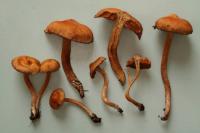 Cortinarius turmalis image