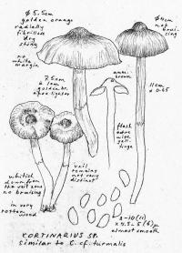 Cortinarius turmalis image