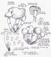 Cortinarius turmalis image