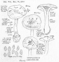 Image of Cortinarius variicolor