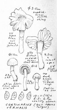 Cortinarius vernalis image