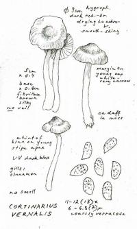 Cortinarius vernalis image