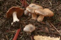 Cortinarius vernus image