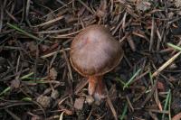 Cortinarius vernus image