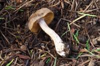 Cortinarius vernus image