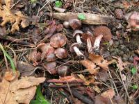 Cortinarius vernus image