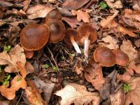 Image of Cortinarius vernus