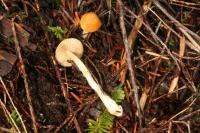 Cortinarius vibratilis image