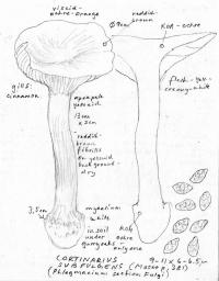 Cortinarius xanthodryophilus image