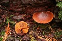 Image of Cortinarius zakii