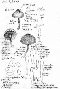 Cortinarius zakii image