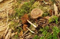 Image of Inocybe abjecta