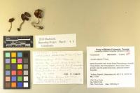 Inocybe abjecta image