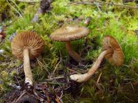 Image of Inocybe acuta