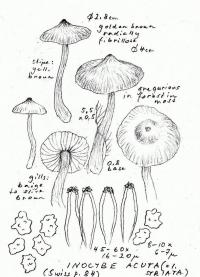 Inocybe acuta image