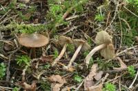 Image of Inocybe amblyspora