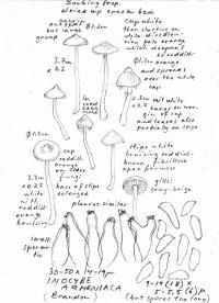 Inocybe armeniaca image