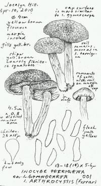 Inocybe arthrocystis image