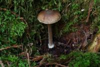 Inocybe assimilata image