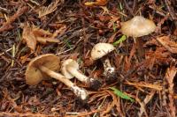 Image of Inocybe assimilata