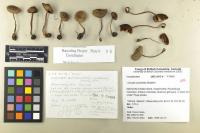 Inocybe assimilata image