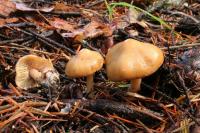 Inocybe auricoma image