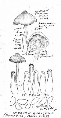 Inocybe auricoma image