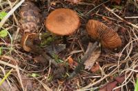 Inocybe calamistrata image