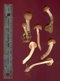 Image of Inocybe calamistrata