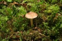 Inocybe calida image