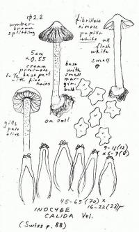 Inocybe calida image