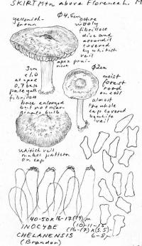 Image of Inocybe chelanensis