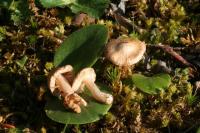 Inocybe chelanensis image