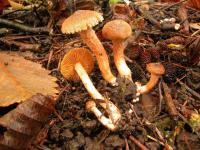 Image of Inocybe cinnamomea