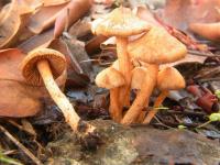 Inocybe cinnamomea image