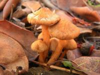 Inocybe cinnamomea image