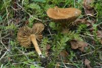 Inocybe dulcamara image