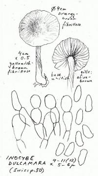 Inocybe dulcamara image