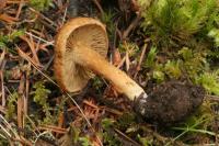 Inocybe dulcamara image