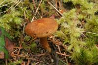 Inocybe dulcamara image