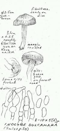 Inocybe dulcamara image