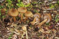 Inocybe flocculosa image