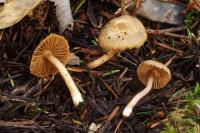 Inocybe flocculosa image