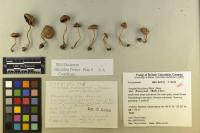 Inocybe flocculosa image