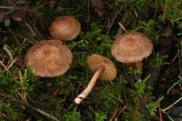 Inocybe flocculosa image