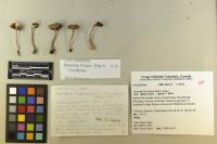 Inocybe flocculosa image