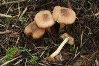 Image of Inocybe fuscidula