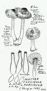 Inocybe fuscidula image