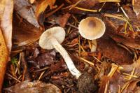 Inocybe fuscodisca image