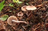 Inocybe fuscodisca image